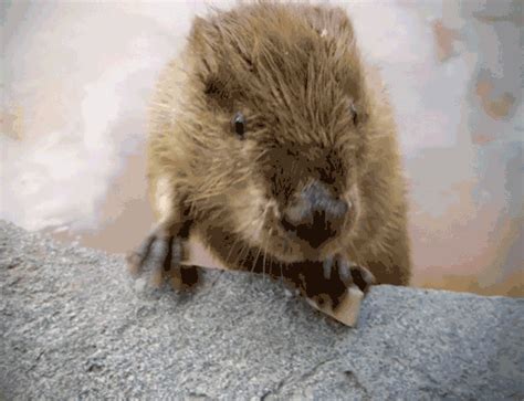 dancing beaver gif|gratuitous beaver shot gif.